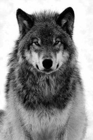 wolfnavy