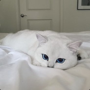 Cat 5