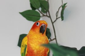 birb_wc