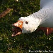 JansDeTrekgans