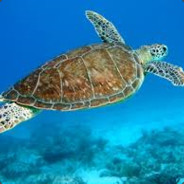 turtleman31