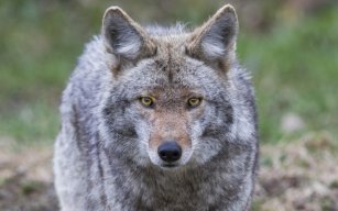 Comrade Coyote