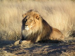 MOTOR-LION