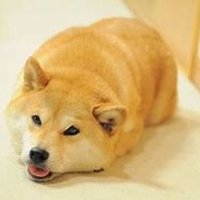 doge247