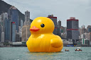Duck Pilot