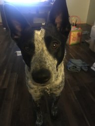 TheBlueHeeler