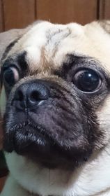 Pootis man