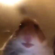 Mushubruh