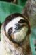 sloths_