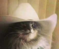Meowdy