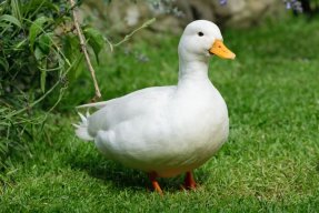 MisterDuck