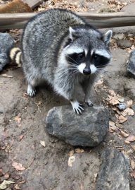 RaccoonSpecies