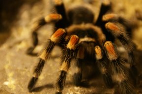 SpiderKing