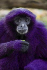 Purple Gibbon