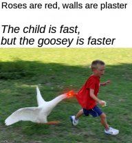 gooose