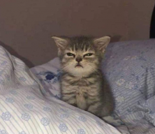 Kitty<>Shy