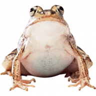 RacingFrogger