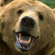 Bearfred