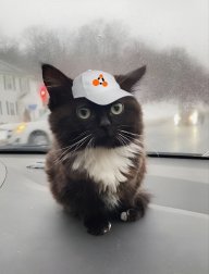 CuteKitten