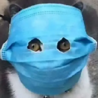 Cat in the mask