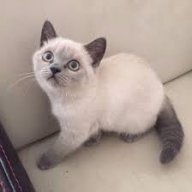 cattman