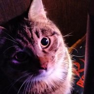 DoriBoy