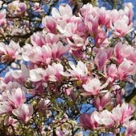 Magnoliainamuddle
