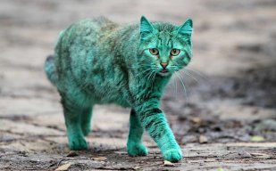 Bulgarian Cat