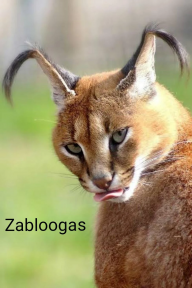 Zabloogas