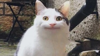 BelugaCat