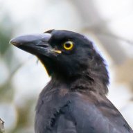 DormantCurrawong