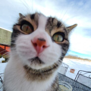 mrcat364