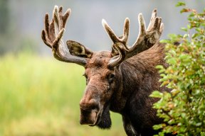 MightyMoose