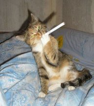coolstcat