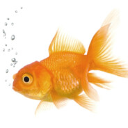 fishisgaming
