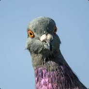 Mr.Pigeon