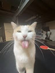 tirry_the_cat