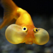 peixito