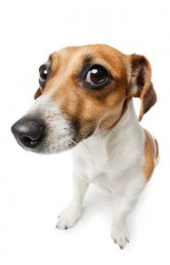 Doggodrive21