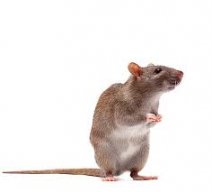 RatBaller3000