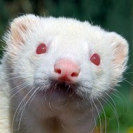 Snaffi