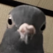 Pigeon 4
