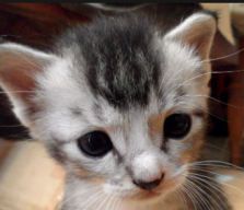 TheConedCat