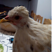 ChickenEGGSDESTROYER