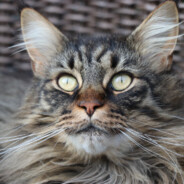 Cat_Craft