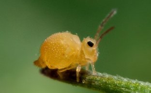 PEGTHELEG