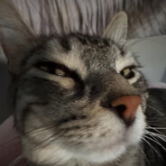 Semmel