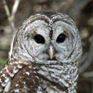 owler96