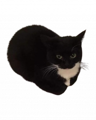 .the dingus cat.