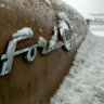 Bison